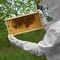 Honey Keeper Beekeeping Gloves - Goatskin Leather with Ventilated Canvas Sleeve and Elastic Cuff